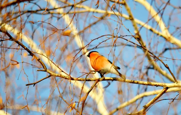 Oiseaux Altaya Vivent Dans Steppe Bois Sur Lac — Photo