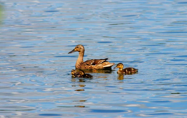 Vogels Altaya Wonen Steppe Hout Lake — Stockfoto