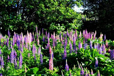  Flowerses steepe Altaya.