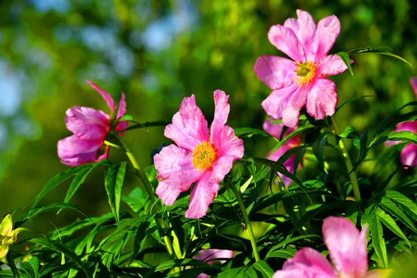 Dikorastuschie Las Flores Las Estepas Altaya Por Favor Ojo Del — Foto de Stock