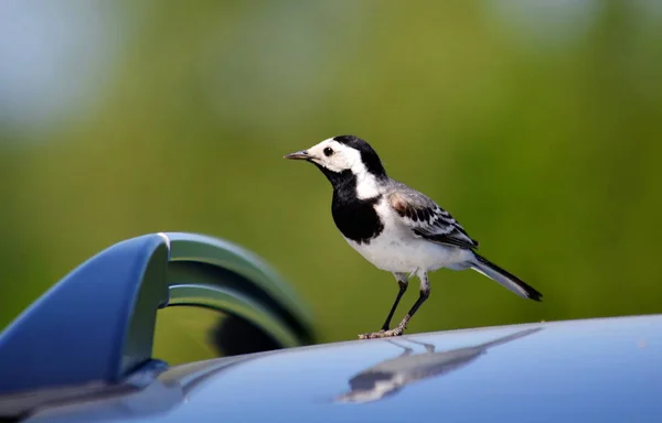 湖の木に住んでいる鳥 Altaya — ストック写真