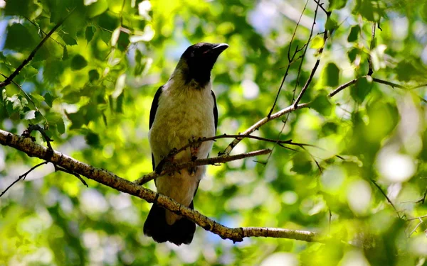 Birds Altaya Live Steppe Wood Lake — Stock Photo, Image