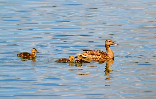 Pássaros Altaya Vivem Estepe Madeira Lago — Fotografia de Stock