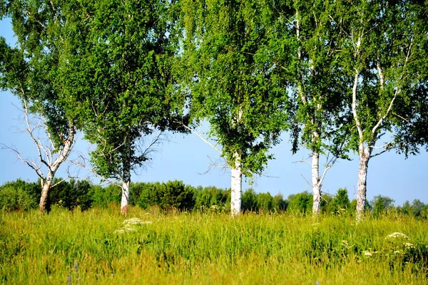 Hermosa naturaleza Altaya —  Fotos de Stock