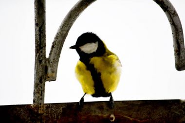  Farklı kuşlar Altaya