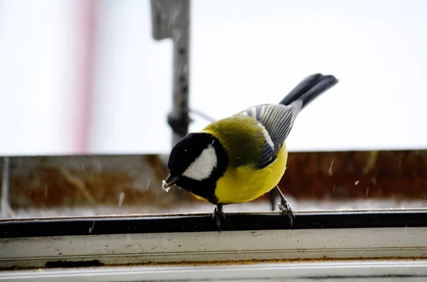 湖の木に住んでいる鳥 Altaya — ストック写真