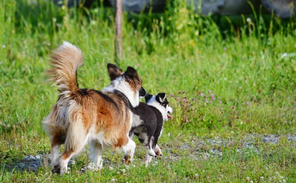 Haustiere Spielen Größere Rolle Leben Des Menschen — Stockfoto