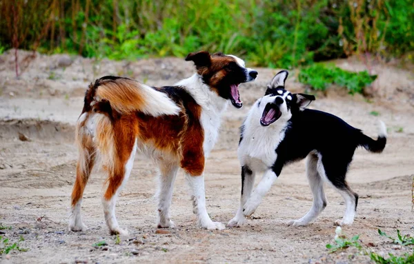 Los Animales Domésticos Juegan Papel Más Importante Vida Persona —  Fotos de Stock