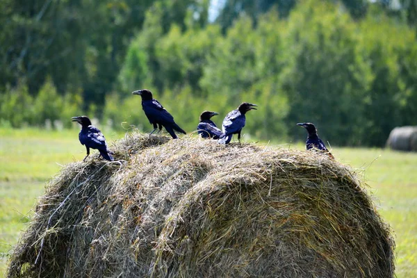 Farklı kuşlar Altaya — Stok fotoğraf