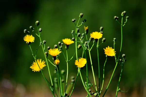 Luksuriøs Flora Altaya Behager Kunstneren Den Reisende – stockfoto