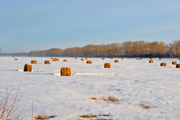 Nature Altaya Plaît Œil Artiste Voyageur Images De Stock Libres De Droits