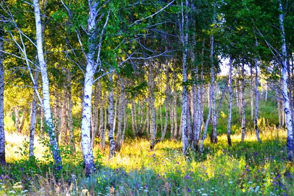 Nature Altaya Tetszik Szeme Művész Travellier — Stock Fotó