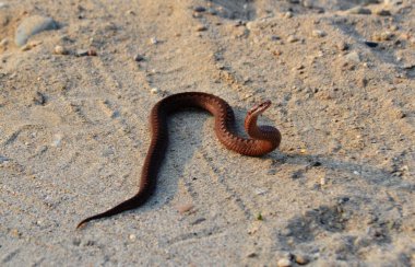 Vahşi hayvanlar Altai 'de daha büyük bir ekolojik alanı işgal ediyor.