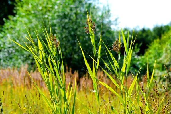 Nature Altaya Plaît Œil Artiste Voyageur — Photo