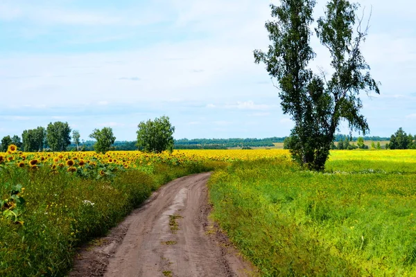 Nature Altaya Plaît Œil Artiste Voyageur — Photo