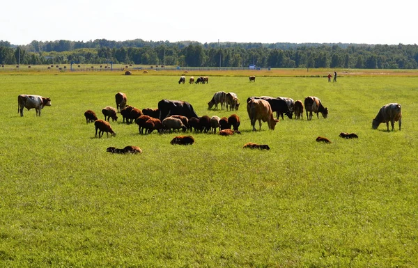 Home Zwierzęta Domowe Odgrywają Większą Rolę Życiu Człowieka — Zdjęcie stockowe