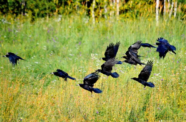 Steppe Altaya Lives Much Miscellaneouses Type Birds — Stock Photo, Image