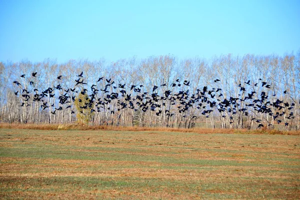 Steppe Altaya Leeft Veel Soorten Vogels — Stockfoto