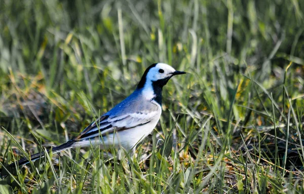 Steppe Altaya Lives Much Miscellaneouses Type Birds — Stock Photo, Image