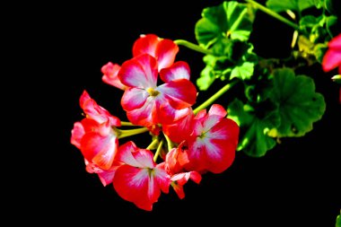 Lüks flora Altaya sanatçının gözünü memnun ediyor, gezgin