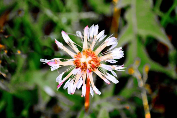 Luxuriöse Flora Altaya Gefällt Auge Des Künstlers Reisenden — Stockfoto