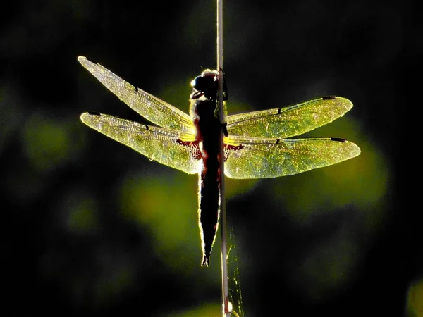 Insect in Siberia — Stock Photo, Image