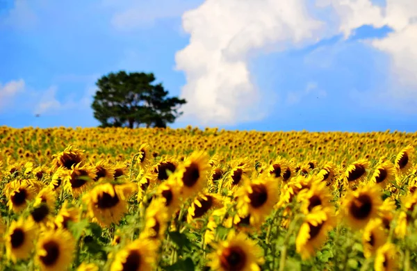 Natura Altaya Piace All Occhio Dell Artista Viaggiatore — Foto Stock