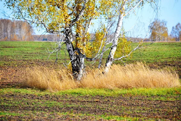 Nature Altaya Tetszik Szeme Művész Travellier — Stock Fotó