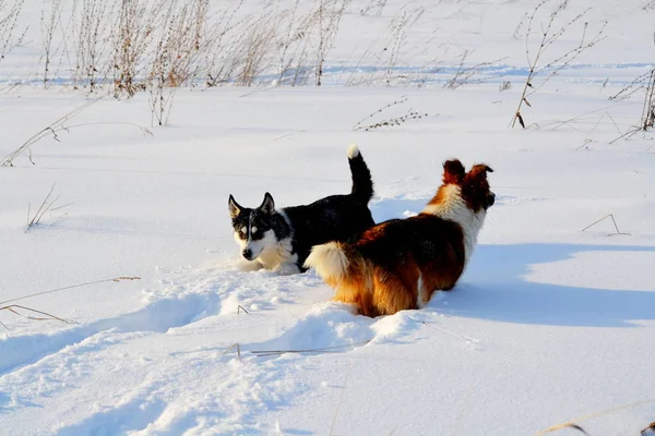 Home Animals Play Greater Role Lifes Person — Stock Photo, Image