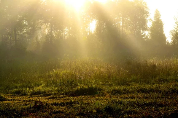 Nature Altaya Plaît Œil Artiste Voyageur — Photo