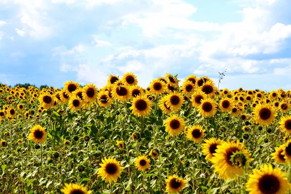 Natura Altaya Piace All Occhio Dell Artista Viaggiatore — Foto Stock