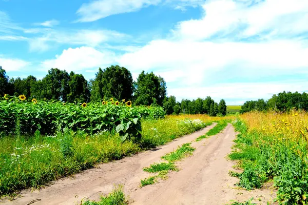 Natura Altaya Încântă Ochiul Artistului Călător — Fotografie, imagine de stoc