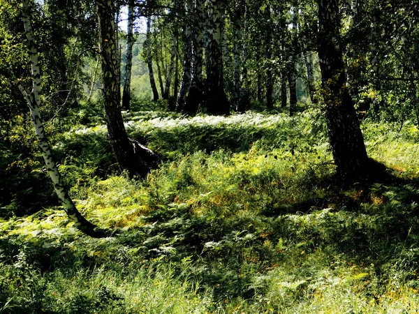 Natura Altaya Piace All Occhio Dell Artista Viaggiatore — Foto Stock