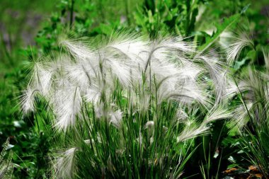 Lüks flora Altaya sanatçının gözünü memnun ediyor, gezgin