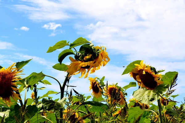 Flora Lusso Altaya Piace Occhio Dell Artista Viaggiatore — Foto Stock