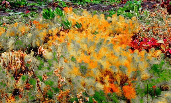 Luxuriöse Flora Altaya Gefällt Auge Des Künstlers Reisenden — Stockfoto