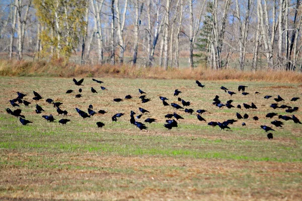 Steppe Altaya Lives Much Miscellaneouses Type Birds — Stock Photo, Image