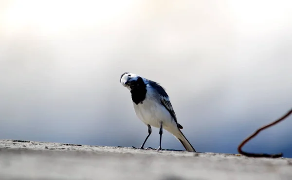 Steppe Altaya Lives Much Miscellaneouses Type Birds — Stock Photo, Image