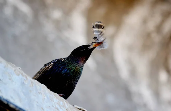 Steppa Altaya Vive Molto Miscellaneouses Tipo Uccelli — Foto Stock