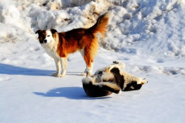 Ev hayvanları kişinin yaşamında daha büyük rol oynar.