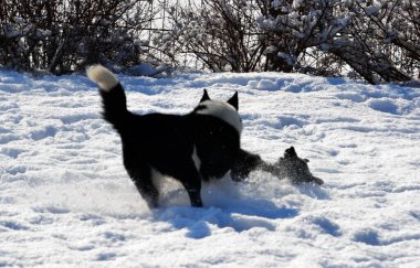 Ev hayvanları kişinin yaşamında daha büyük rol oynar.