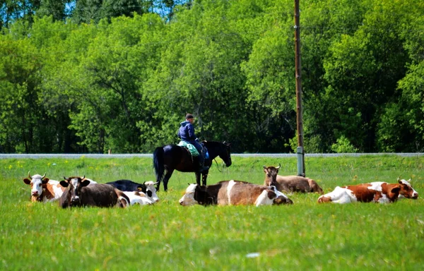 Haustiere Spielen Größere Rolle Leben Des Menschen — Stockfoto