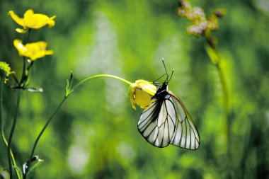  Böcek hayvanlarda ve insan da yaşamlarda daha büyük rol oynamaktadır