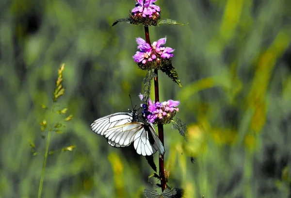 Insect Play Greater Role Lifes Animal Person — Stock Photo, Image