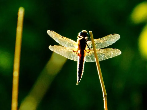 Insect Spelen Grotere Rol Stillevens Dier Persoon — Stockfoto