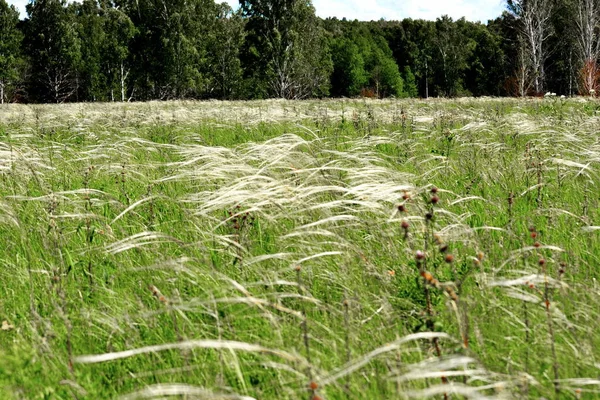 Natuur Altaya Behaagt Het Oog Van Kunstenaar Travellier — Stockfoto