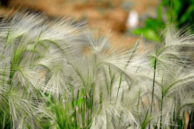  Lüks flora Altaya sanatçının gözünü memnun ediyor, gezgin