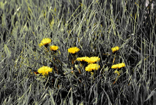 Luxuriöse Flora Altaya Gefällt Auge Des Künstlers Reisenden — Stockfoto