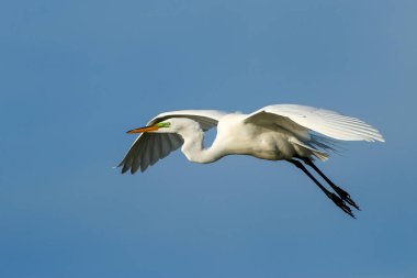 Uçan Akbalıkçıl (Ardea alba)