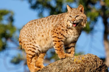 Bir kaya üzerinde Bobcat duran